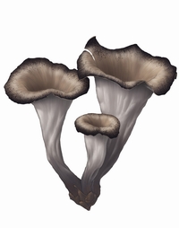Craterellus Cornuci