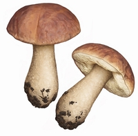 Leccinum Lepidum