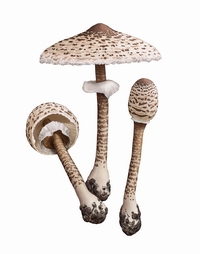 Crolepiota Procera