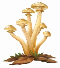 Armillaria Mellea