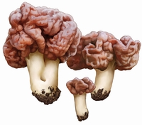 Gyromitra Esculenta