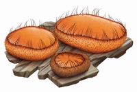 Scutellinia Scutellata