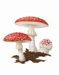 Amanita Muscaria