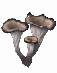 Craterellus Cornuco