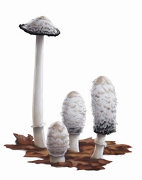 Coprinus Comatus