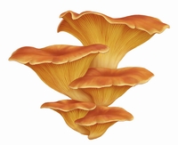 Omphalatus Olearius