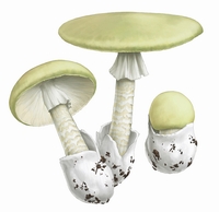 Amanita Phalloides