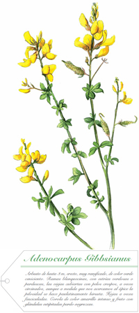 Aldenocarpus