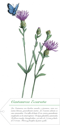 Centaurea