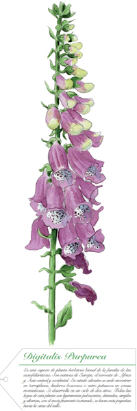Digitalis