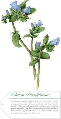 Echium