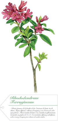 Rhododendrum