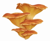 Omphalatus Olearius
