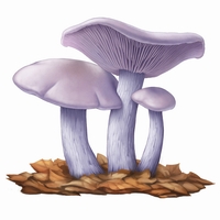 Lepista Nuda