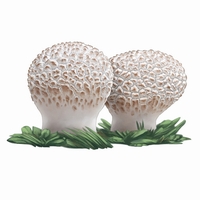 Calvatia Utriformis